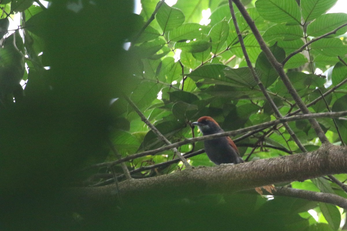 Pinto's Spinetail - ML424147941