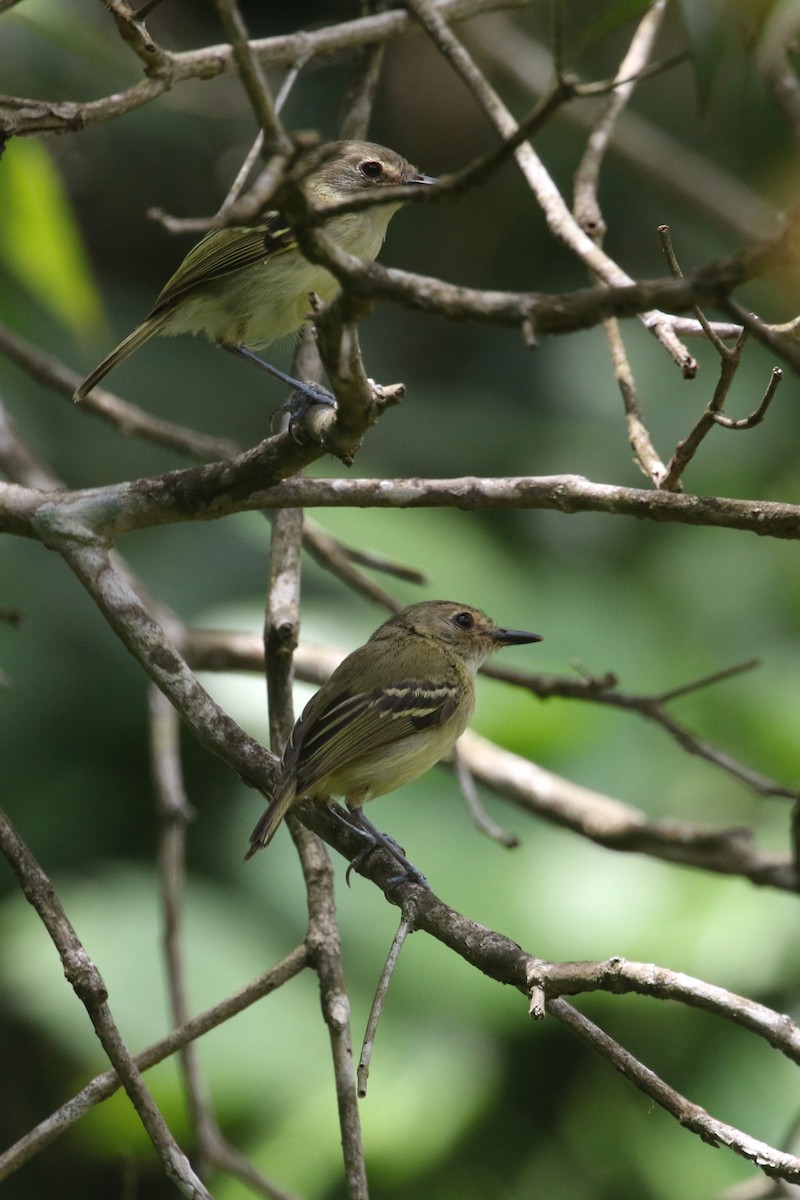 Smoky-fronted Tody-Flycatcher - ML424148001