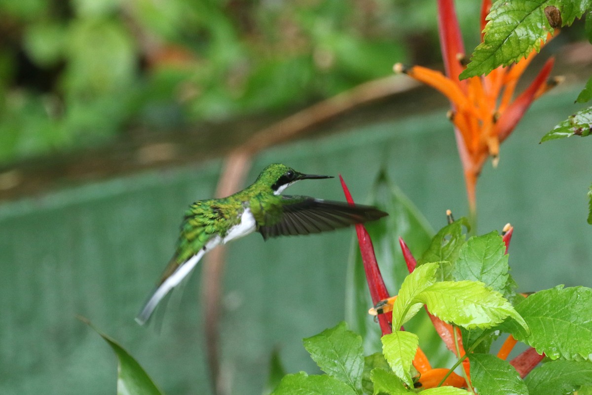 kolibřík černouchý - ML424148521