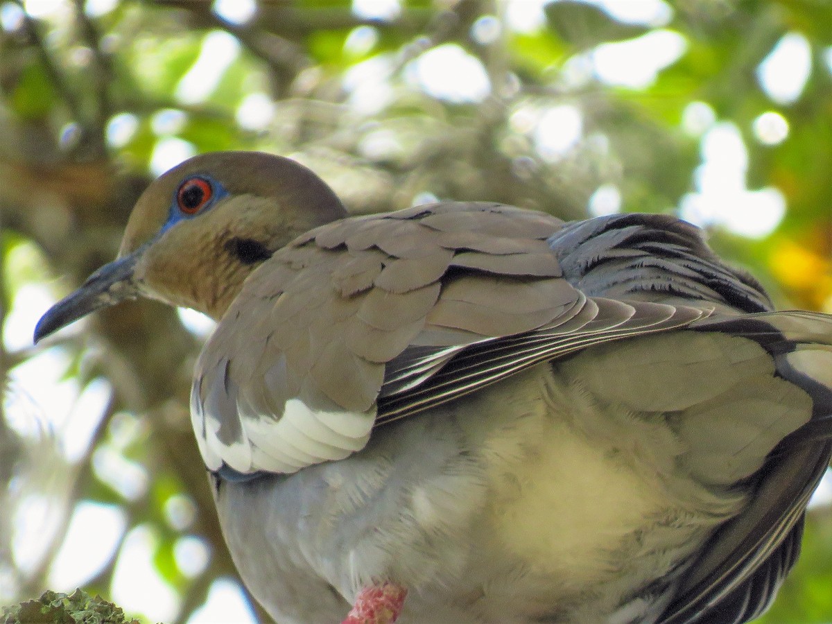 White-winged Dove - ML424151271