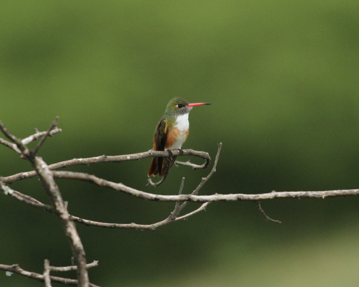 Amazilia Hummingbird - ML424151501