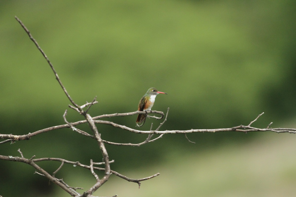 Amazilia Hummingbird - ML424151511