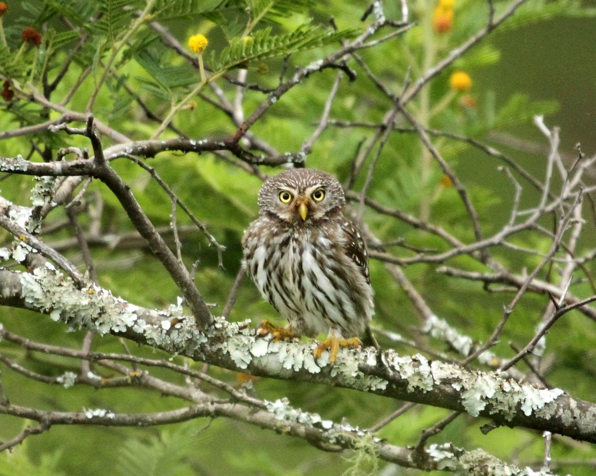 Andean Pygmy-Owl - ML424152481