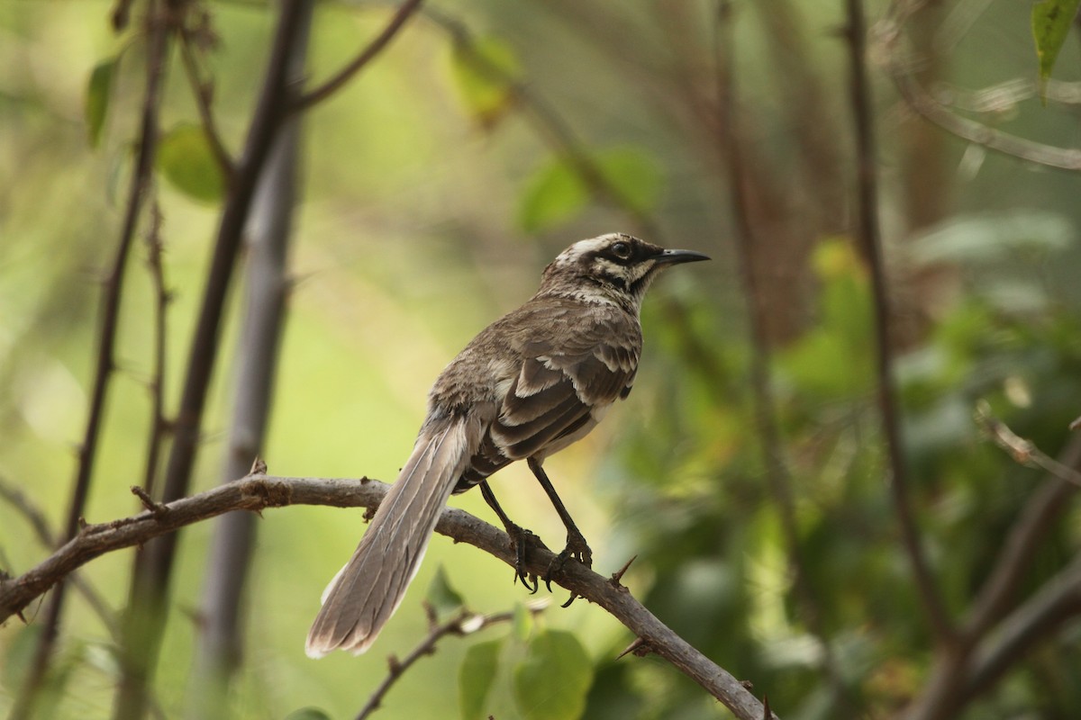 Long-tailed Mockingbird - ML424154351