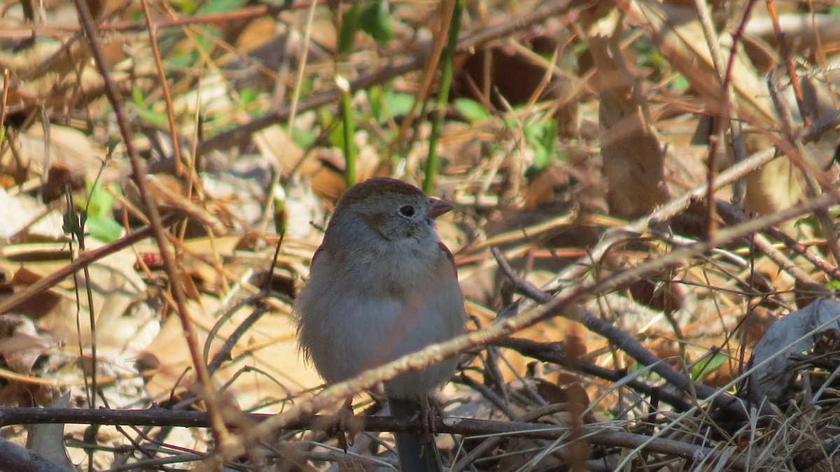 Field Sparrow - ML424156491