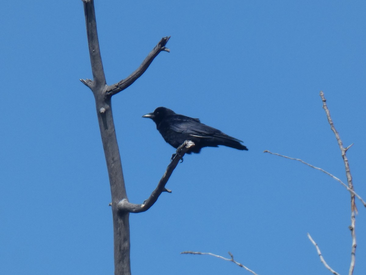 American Crow - ML424162061