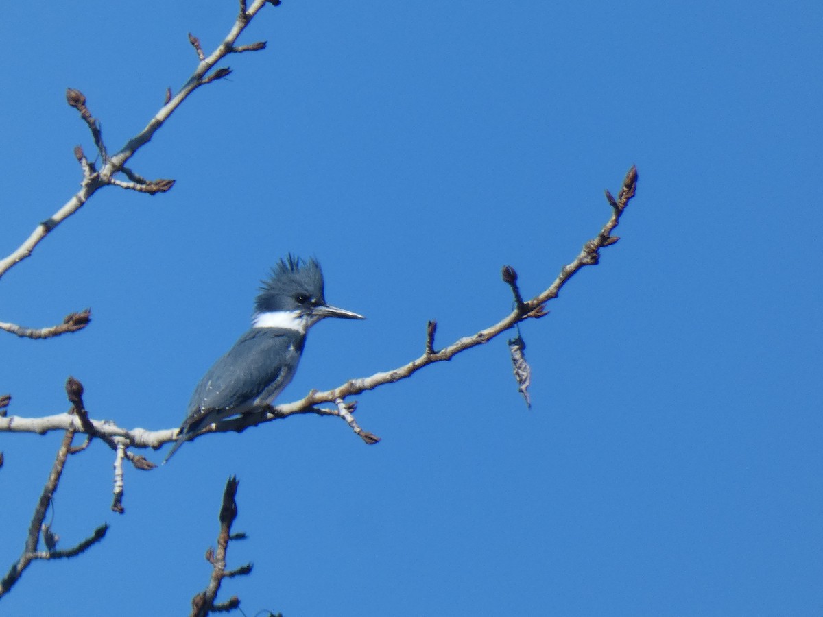 Belted Kingfisher - ML424163411