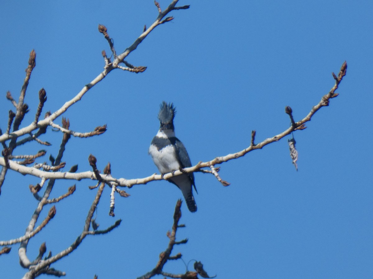 Belted Kingfisher - ML424163421