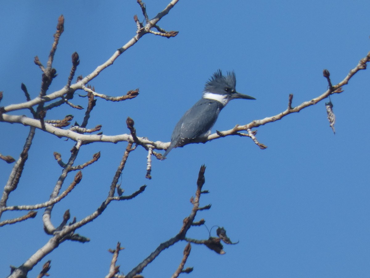 Belted Kingfisher - ML424163441