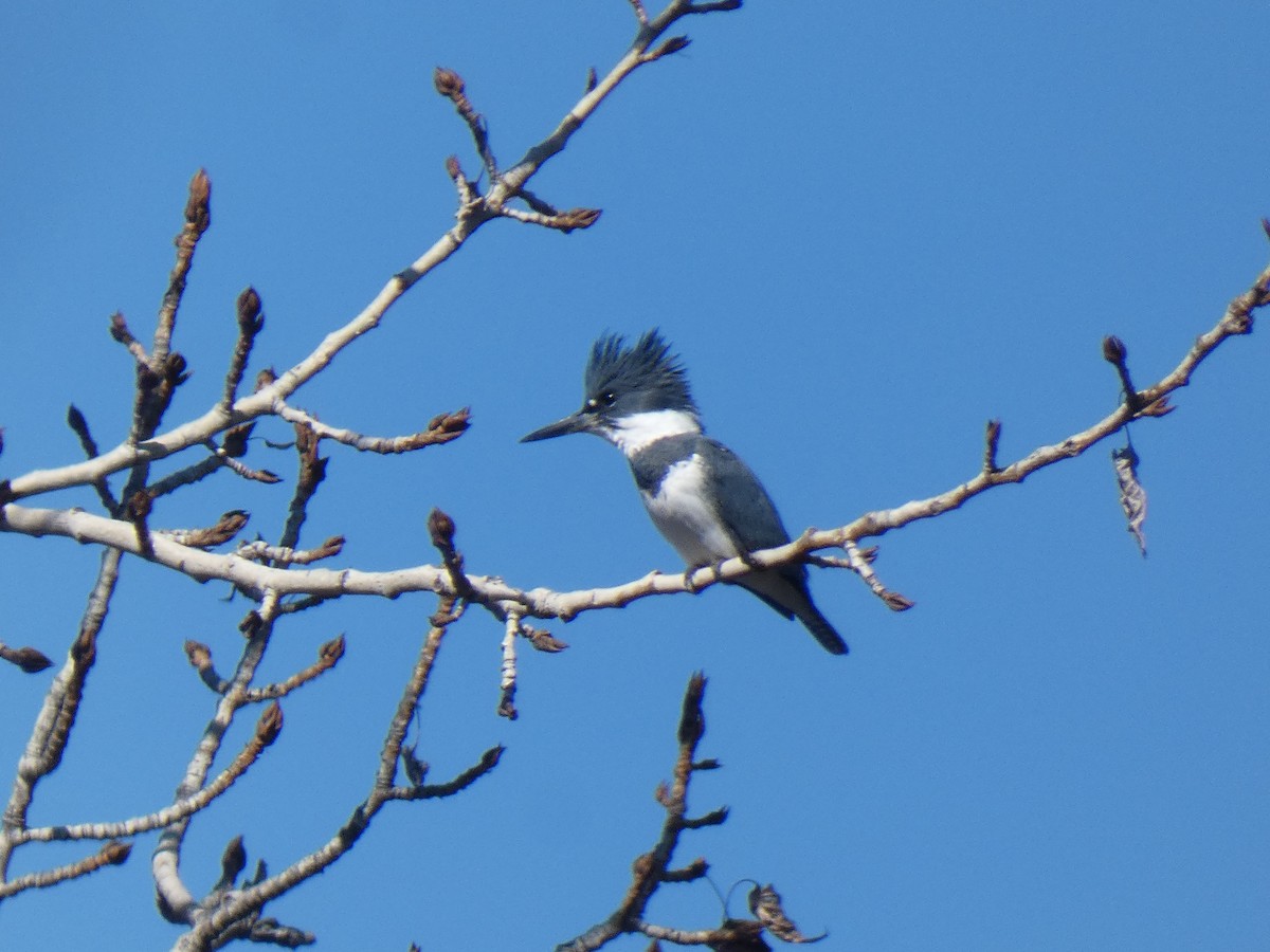 Belted Kingfisher - ML424163461