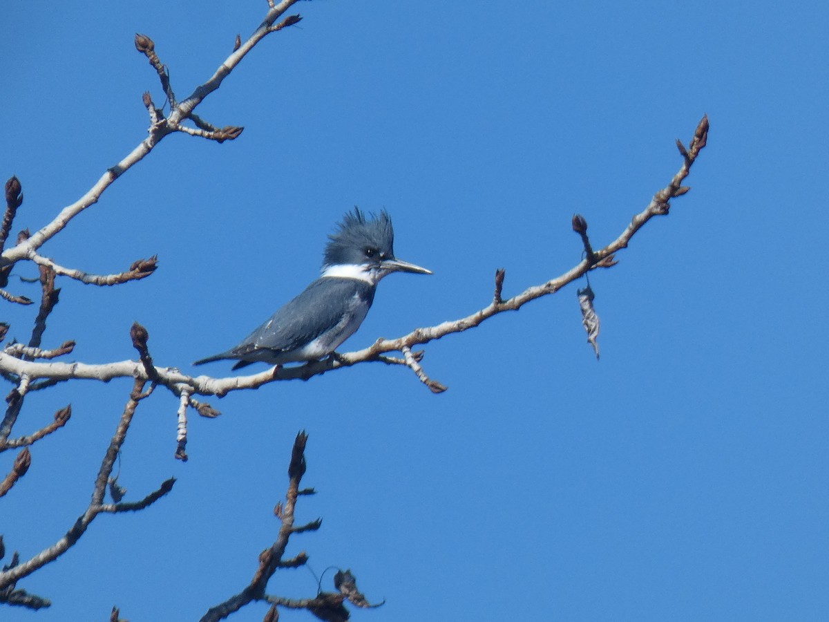 Belted Kingfisher - ML424163471