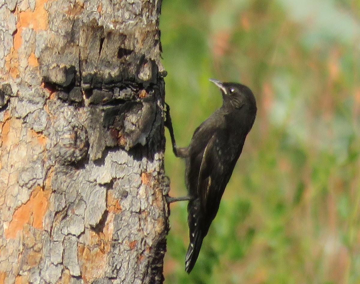 Black-tailed Treecreeper - ML42416551