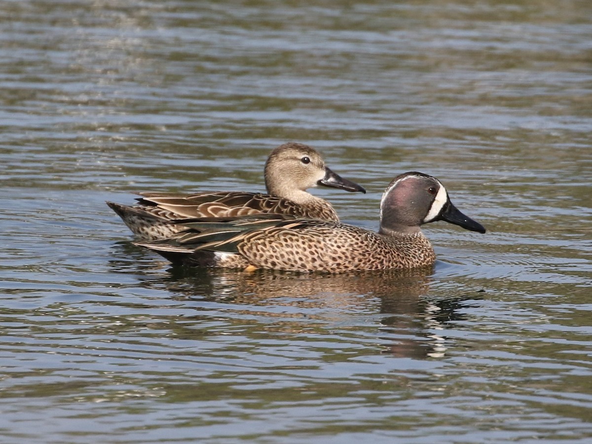 Blue-winged Teal - ML424168971