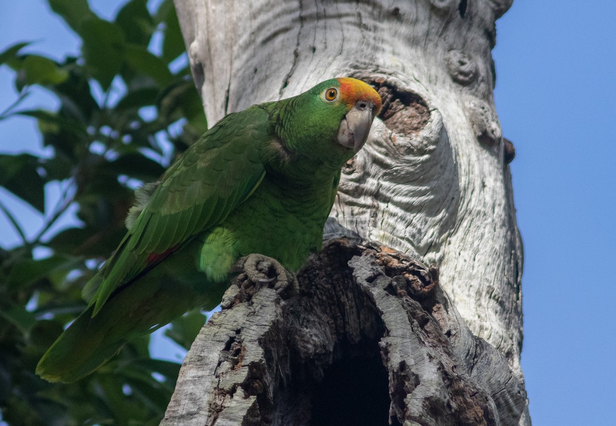 Yellow-crowned Parrot - ML424176841