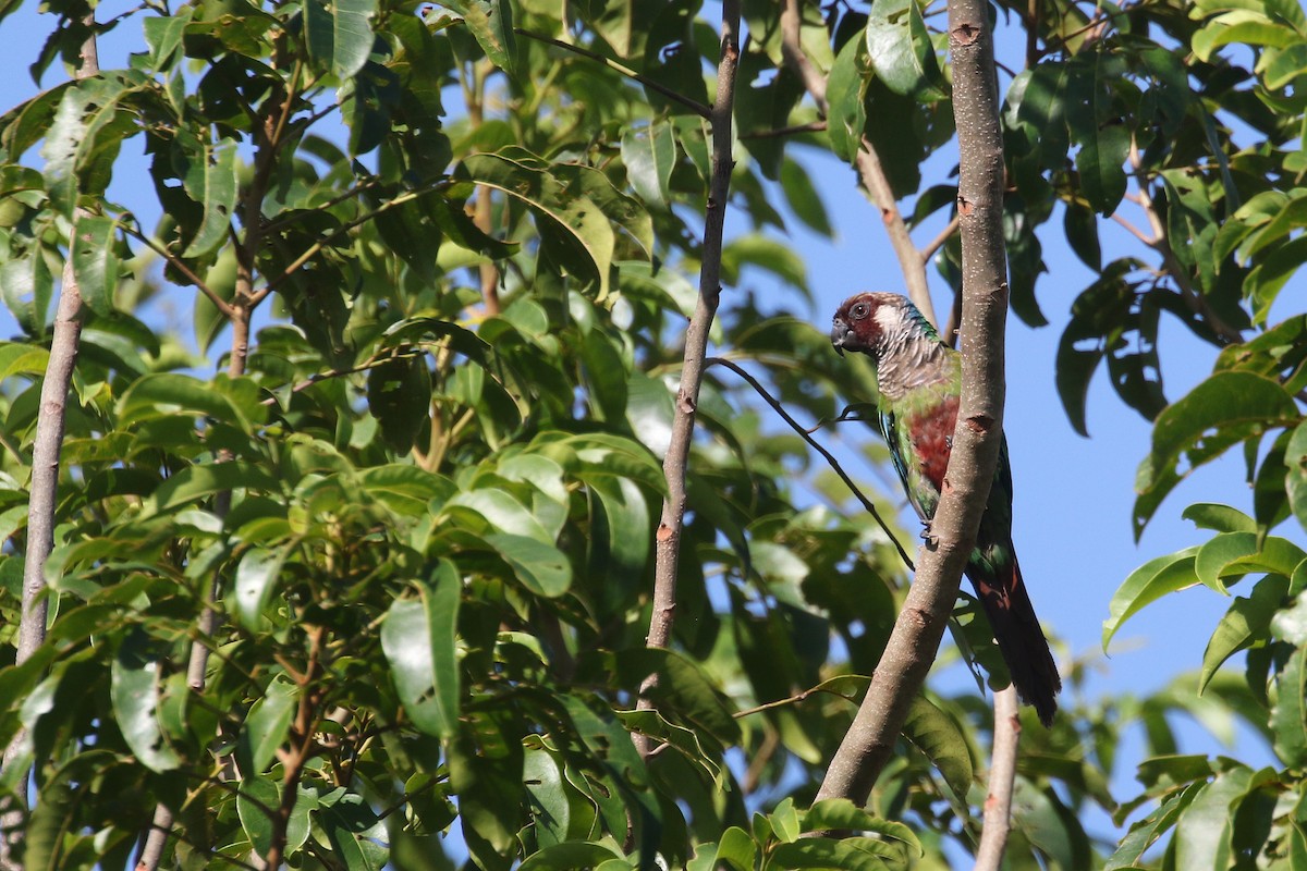 Gray-breasted Parakeet - ML424177611
