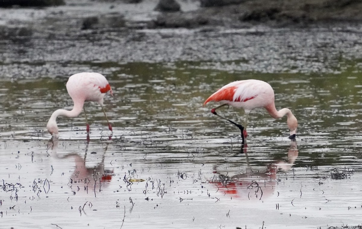 Chilean Flamingo - Cliff Halverson