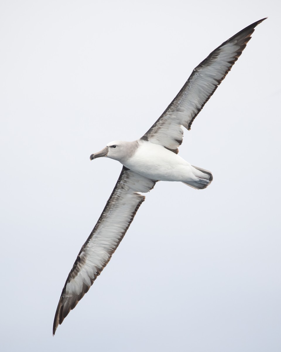 Salvin's Albatross - ML424186191
