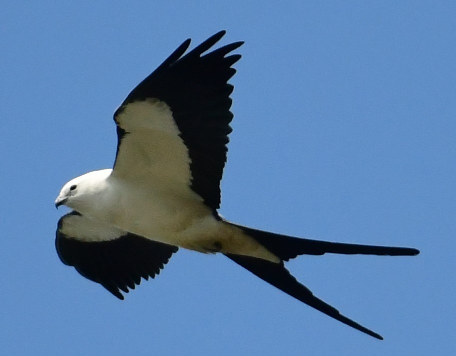 Swallow-tailed Kite - ML424197081