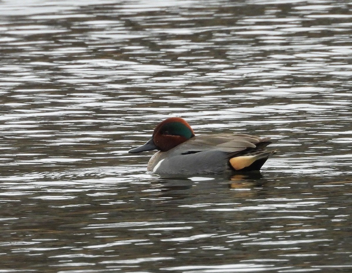 Green-winged Teal - ML424199441