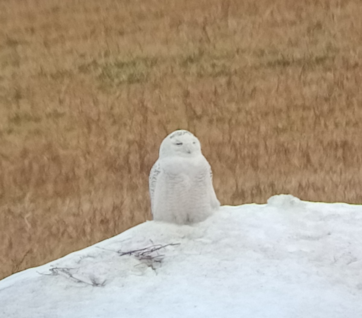 Snowy Owl - ML424201601