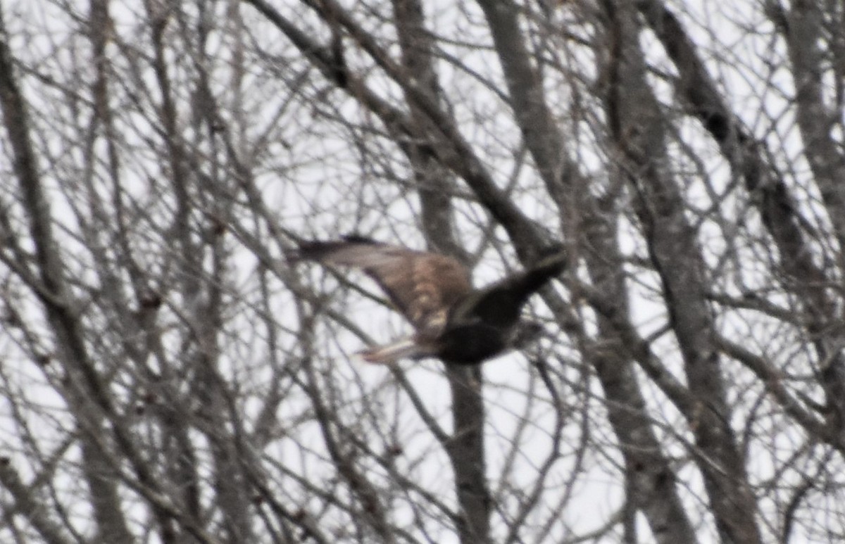 Red-tailed Hawk (Harlan's) - ML424203651