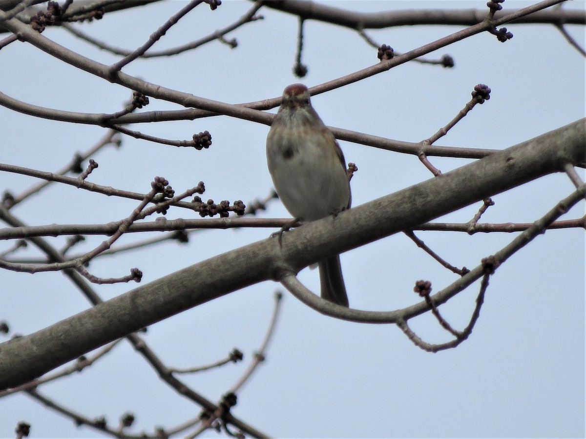 American Tree Sparrow - ML424205561