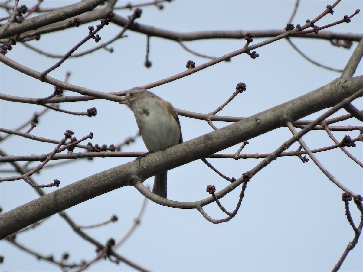 American Tree Sparrow - ML424205571