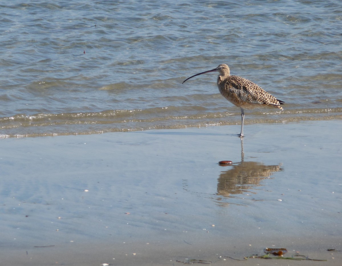 Long-billed Curlew - ML42420821