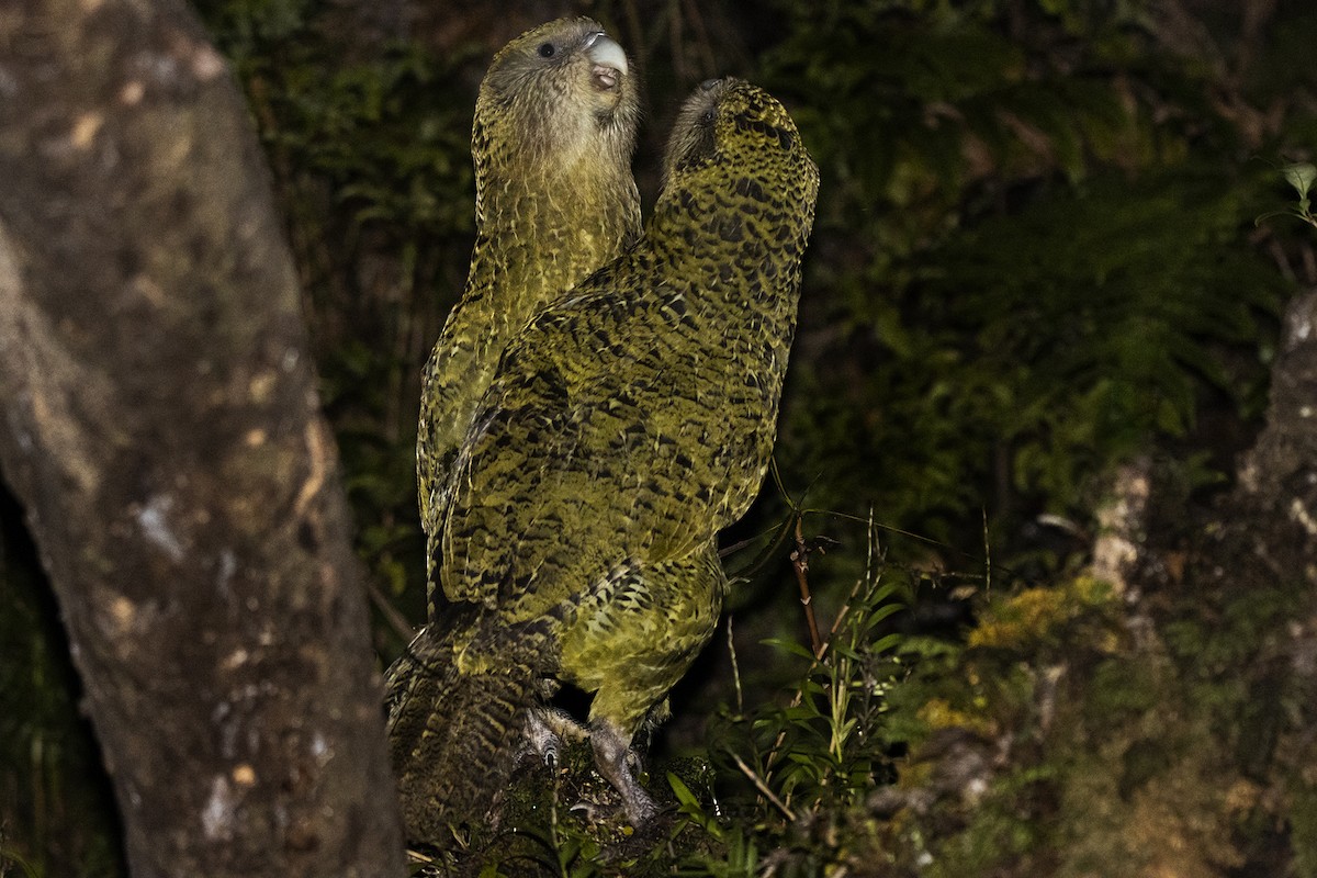 Strigops kakapo - ML424216821