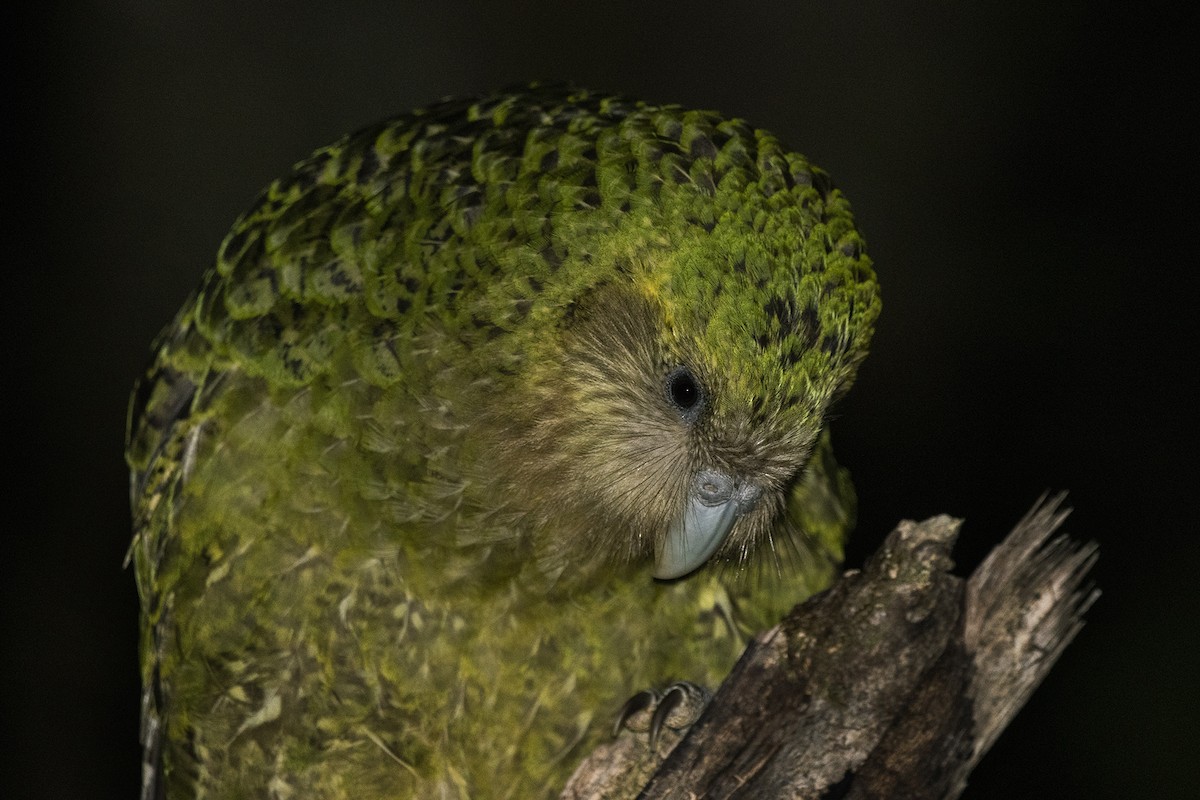 Strigops kakapo - ML424216831
