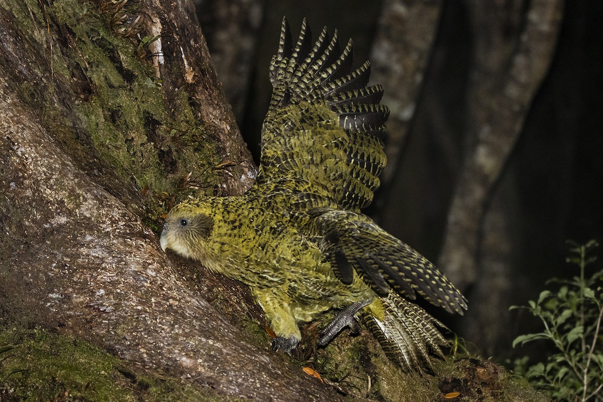 Strigops kakapo - ML424216851