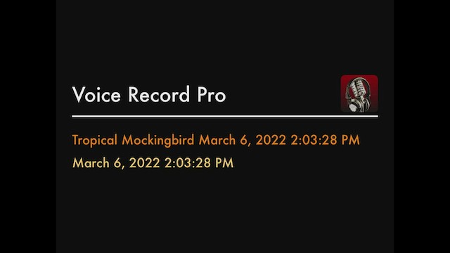 Tropical Mockingbird - ML424220101