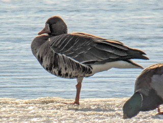 Greater White-fronted Goose, ML424224041