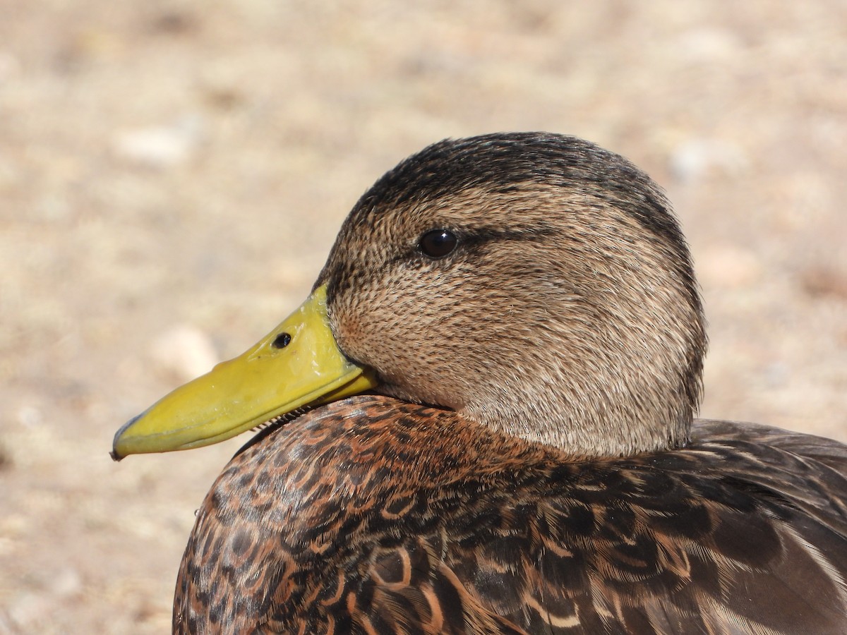 Mexican Duck - ML424226161