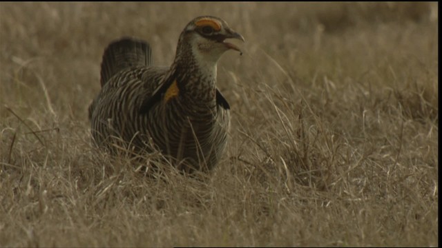 Greater Prairie-Chicken (Attwater's) - ML424234