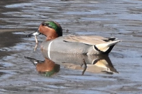 Green-winged Teal - ML424238601