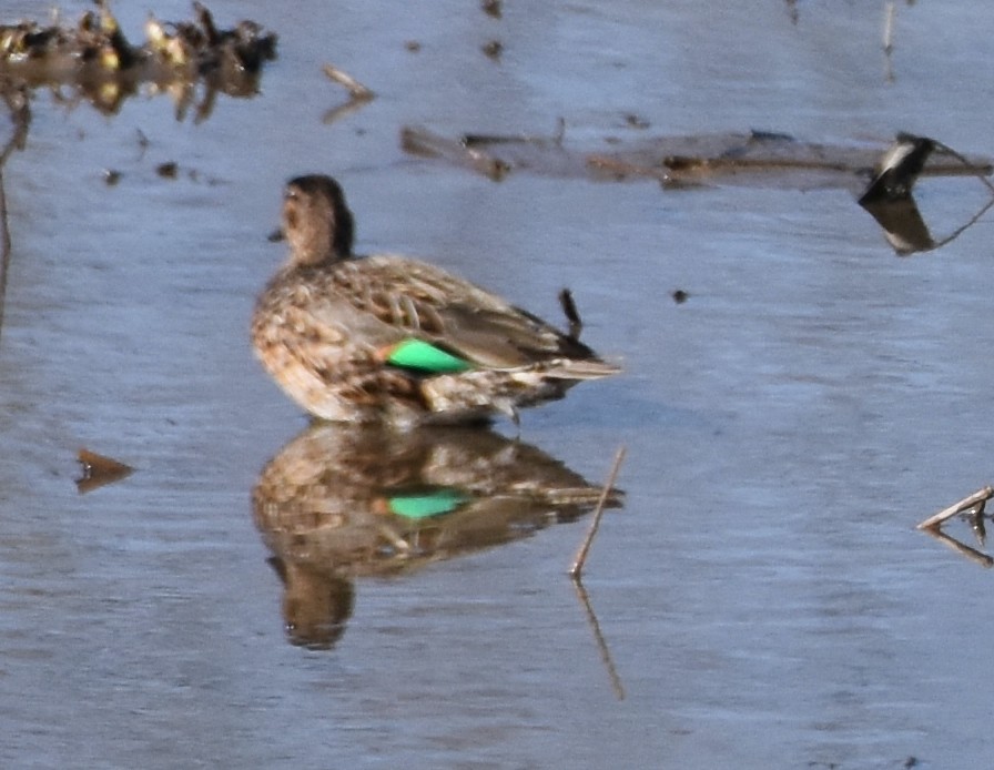 Green-winged Teal - ML424238611