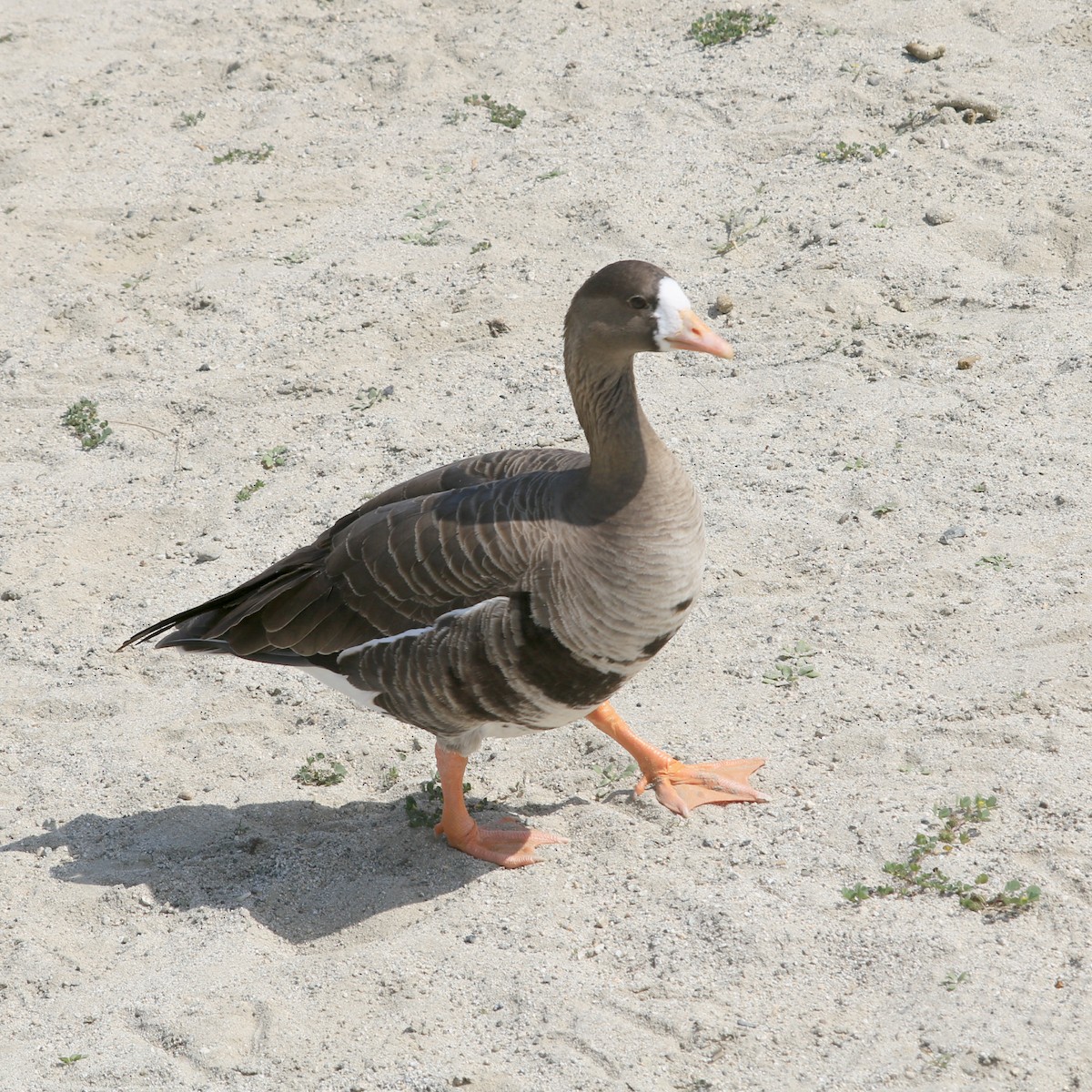 Greater White-fronted Goose - ML424239071