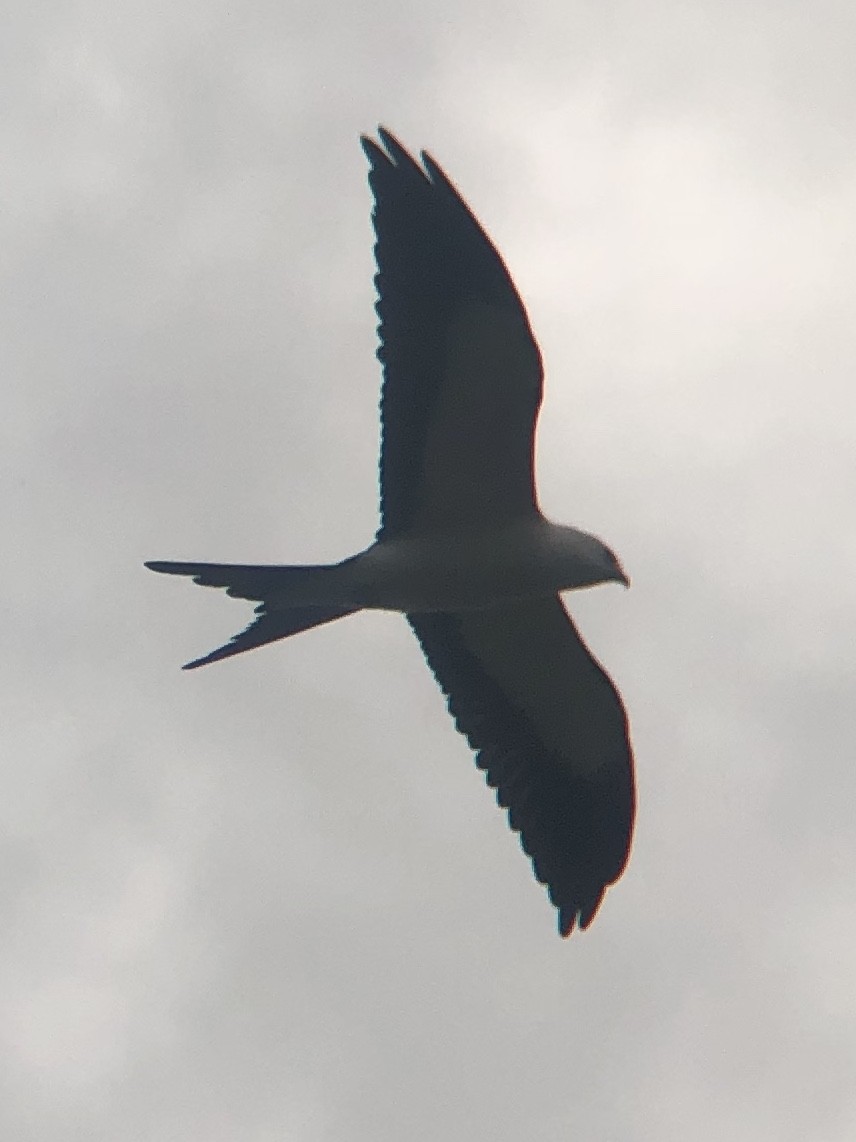 Swallow-tailed Kite - ML424239271