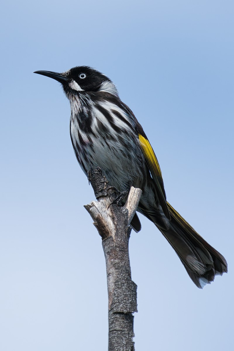 New Holland Honeyeater - Terry Gallagher