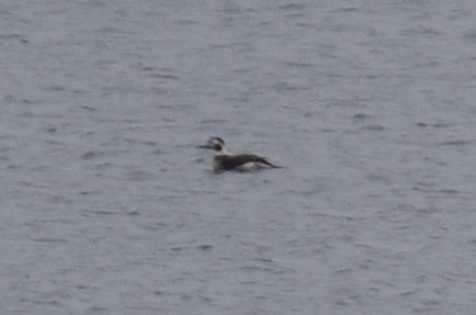 Long-tailed Duck - Craig Provost