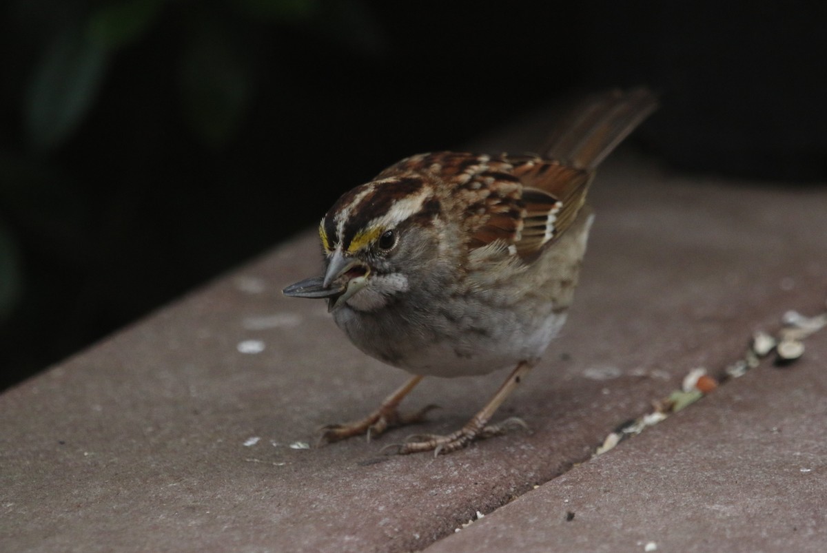 White-throated Sparrow - ML424244721