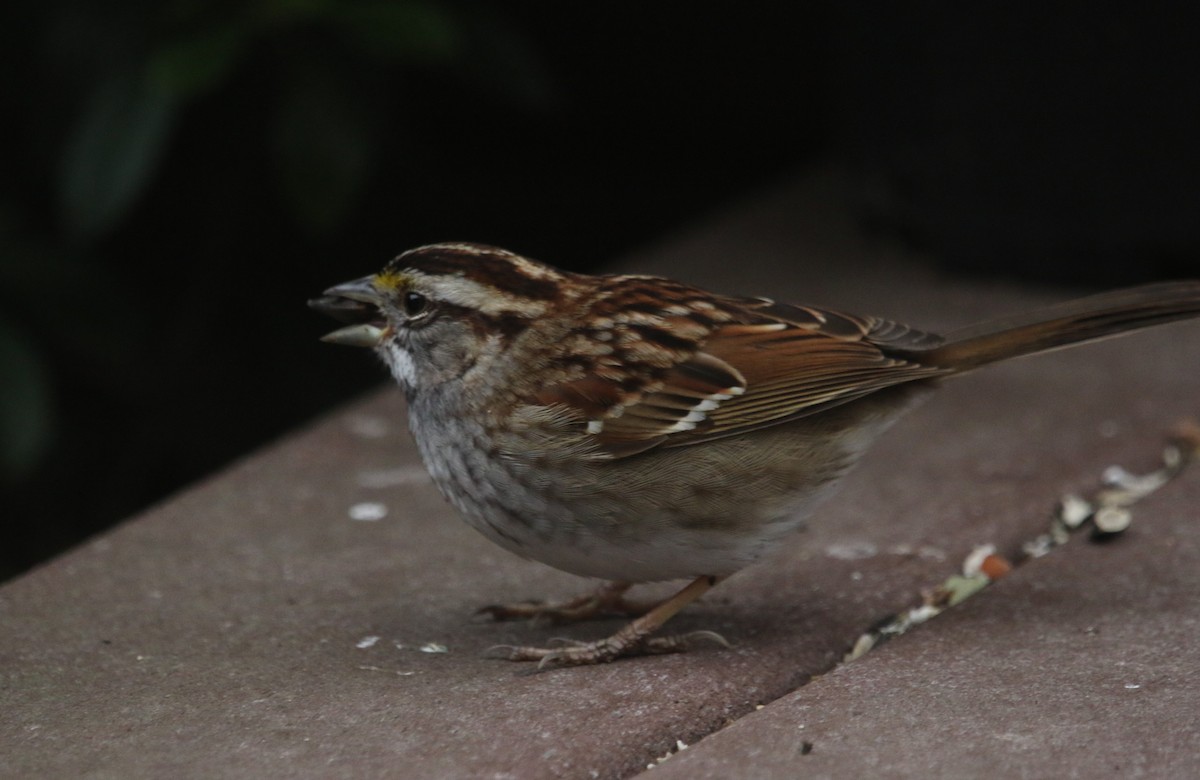 White-throated Sparrow - ML424244751