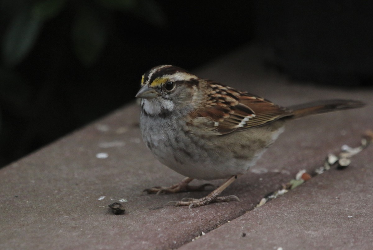 White-throated Sparrow - ML424244771