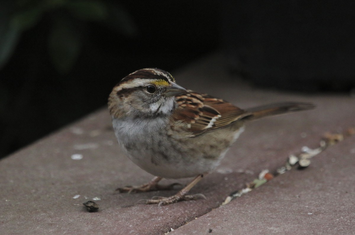 White-throated Sparrow - ML424244821