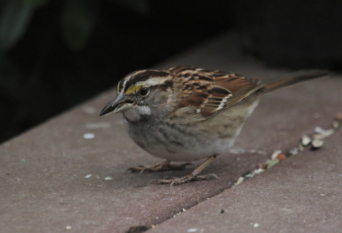 White-throated Sparrow - ML424244851