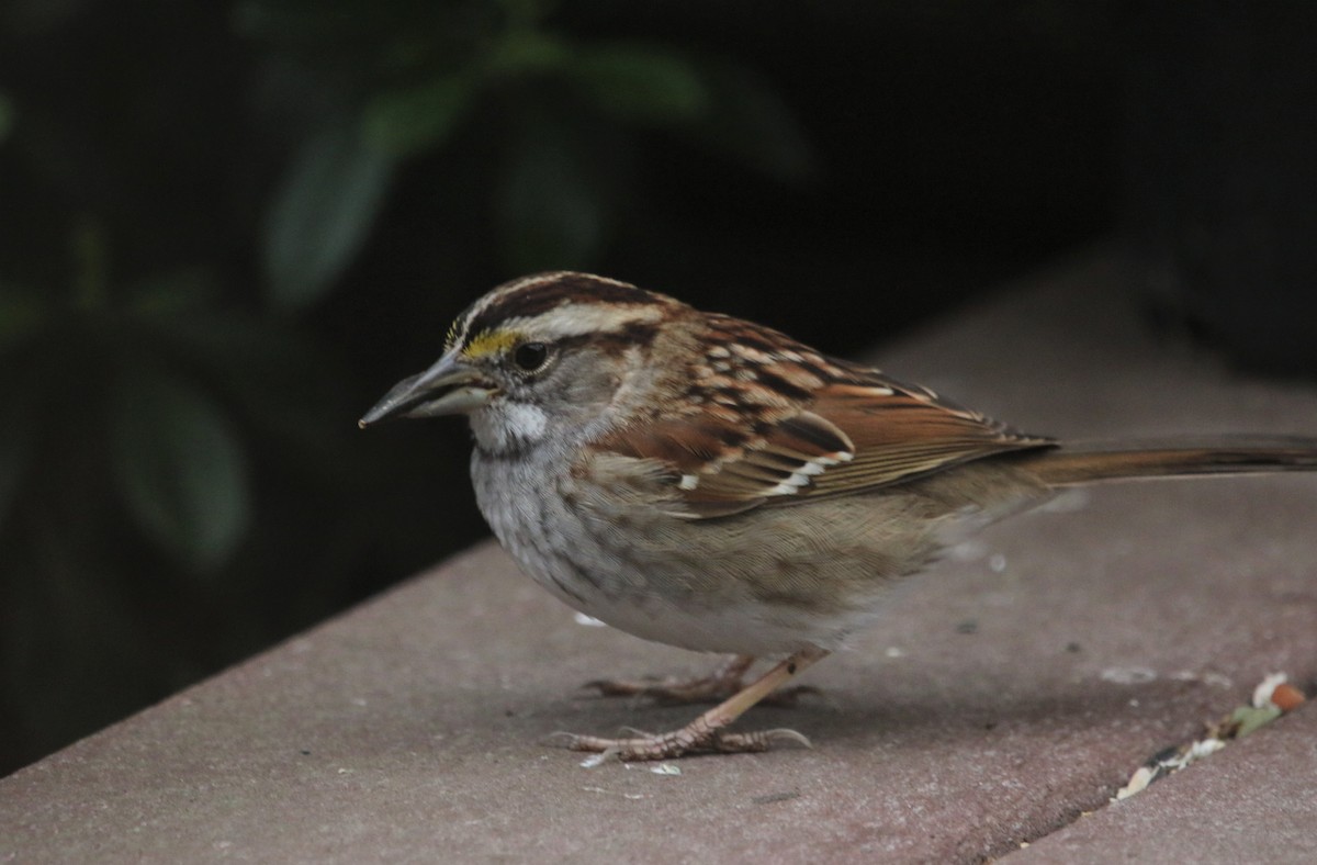 White-throated Sparrow - Ann Vaughan