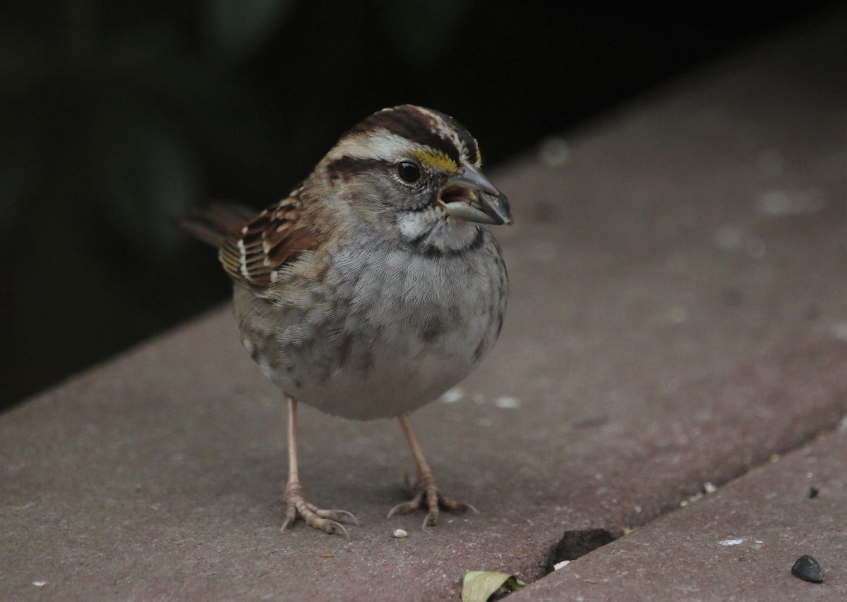 White-throated Sparrow - ML424244881