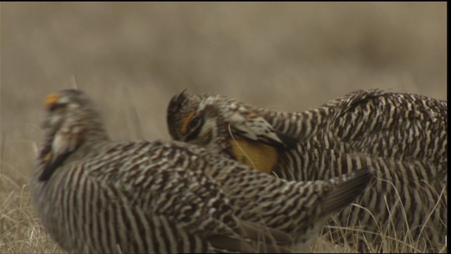 Tétras des prairies (attwateri) - ML424246