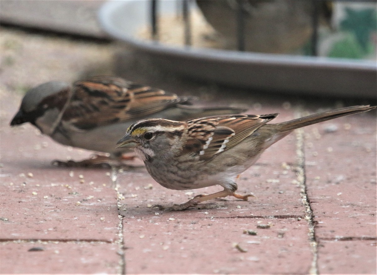 White-throated Sparrow - ML424247241